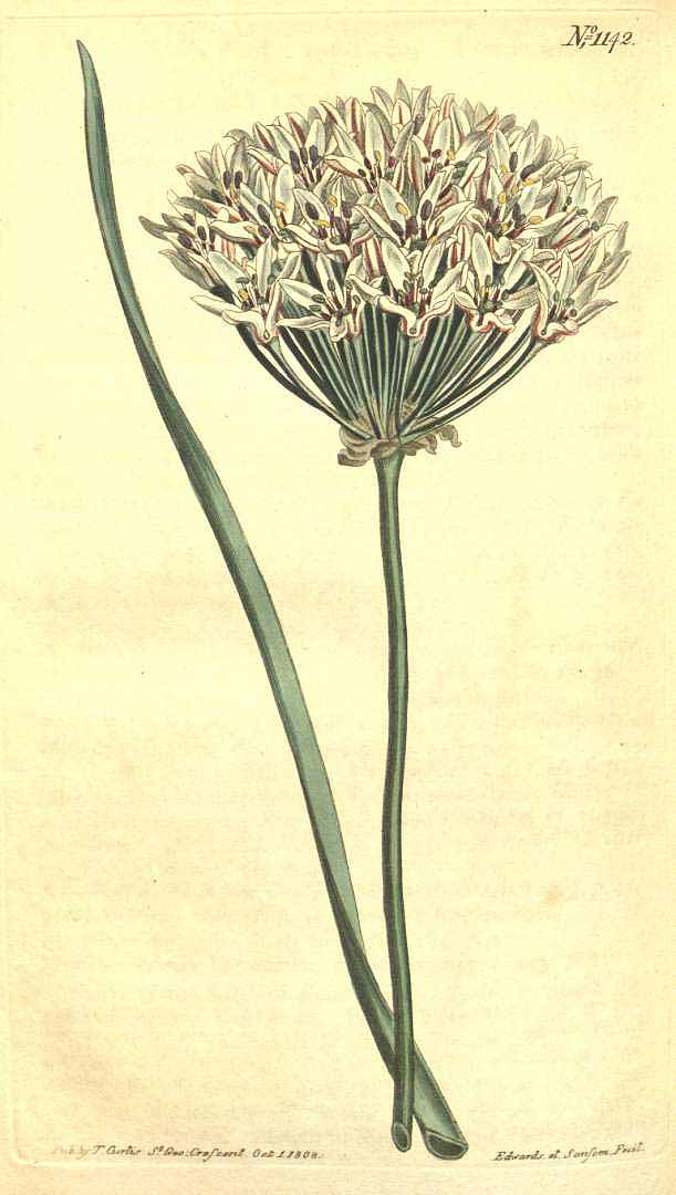 Illustration Allium ramosum, Par Curtis, W., Botanical Magazine (1800-1948) Bot. Mag. vol. 28 (1808), via plantillustrations 