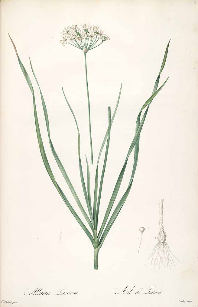 Illustration Allium ramosum, Par Redouté, P.J., Liliacées (1802-1816) Liliac. vol. 2 (1805), via plantillustrations 
