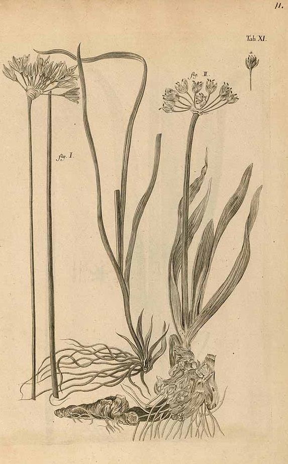 Illustration Allium ramosum, Par Gmelin, J.G., Flora sibirica (1747-1769) Fl. Sibir. vol. 1 (1747), via plantillustrations 