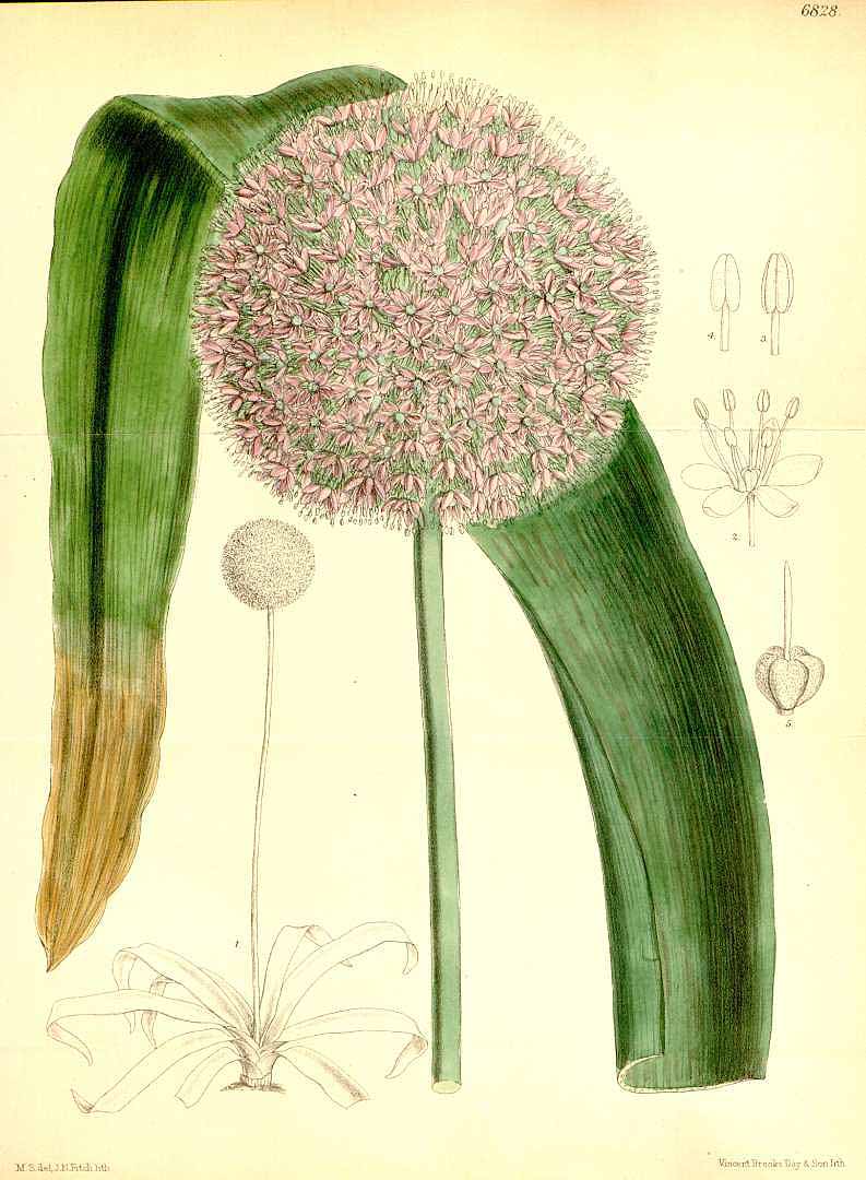 Illustration Allium giganteum, Par Curtis, W., Botanical Magazine (1800-1948) Bot. Mag., via plantillustrations 