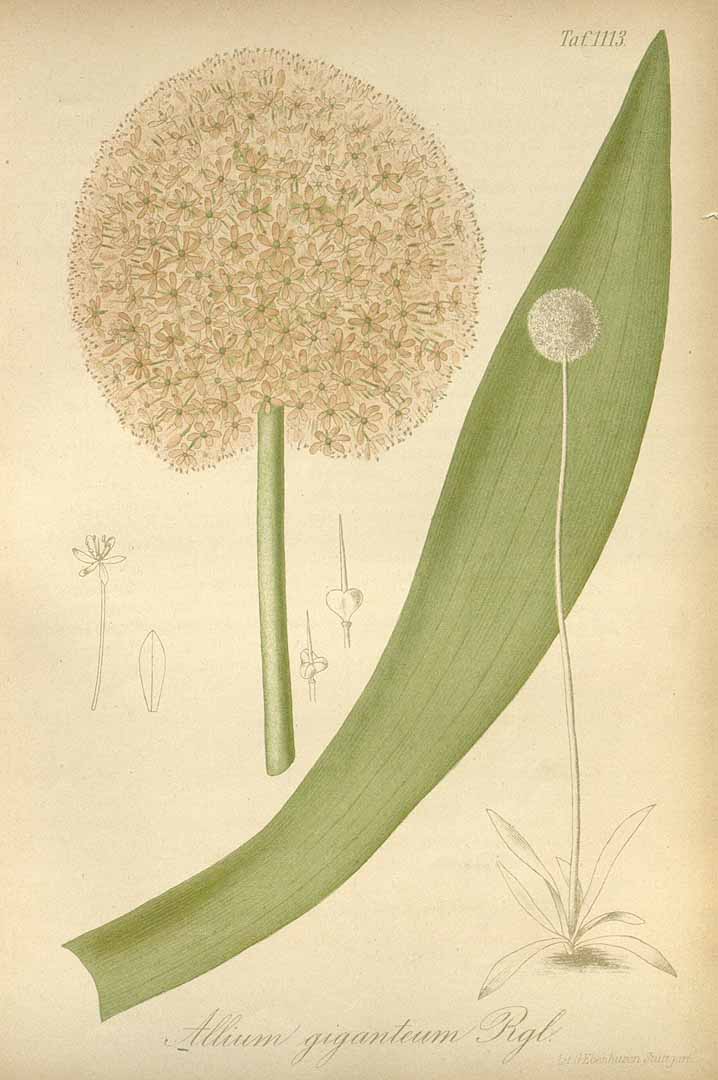 Illustration Allium giganteum, Par Regel, E.A. von, Gartenflora (1852-1938) Gartenflora, via plantillustrations 