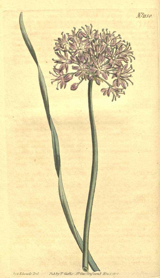 Illustration Allium senescens, Par Curtis, W., Botanical Magazine (1800-1948) Bot. Mag. vol. 29 (1809), via plantillustrations 