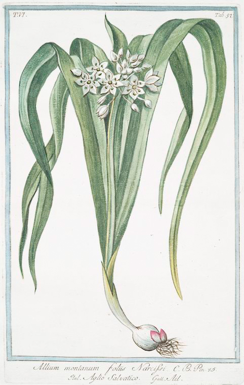 Illustration Allium senescens, Par Bonelli, G., Hortus Romanus juxta Systema Tournefortianum (1772-1793) Hort. Rom. vol. 6 , via plantillustrations 