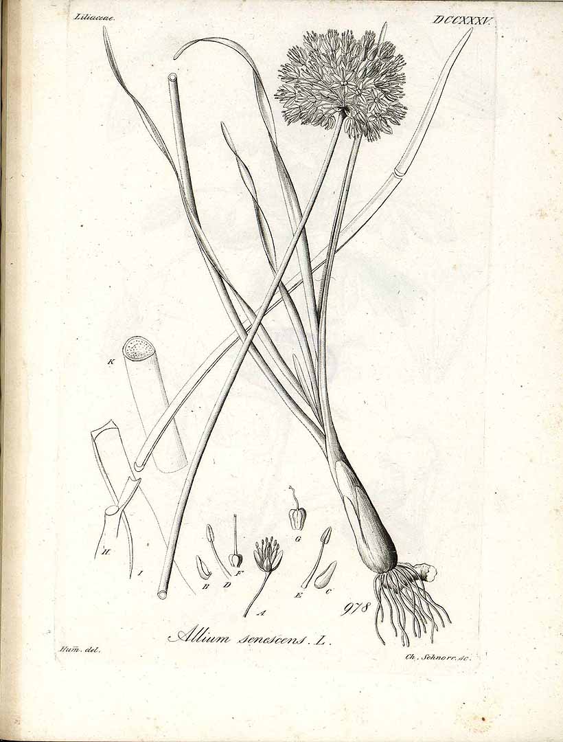Illustration Allium senescens, Par Reichenbach, H.G.L., Iconographia botanica seu plantae criticae (1823-1832) Iconogr. Bot. Pl. Crit., via plantillustrations 