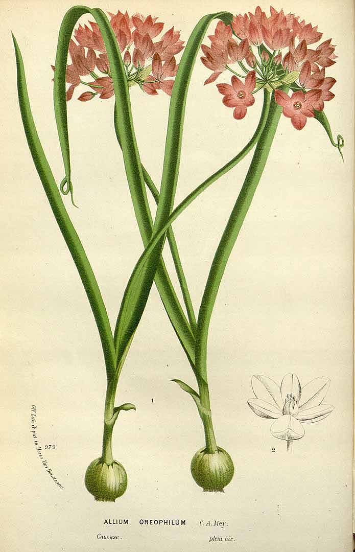 Illustration Allium oreophilum, Par Van Houtte, L.B., Flore des serres et des jardin de lEurope (1845-1880) Fl. Serres vol. 22 (1877), via plantillustrations 