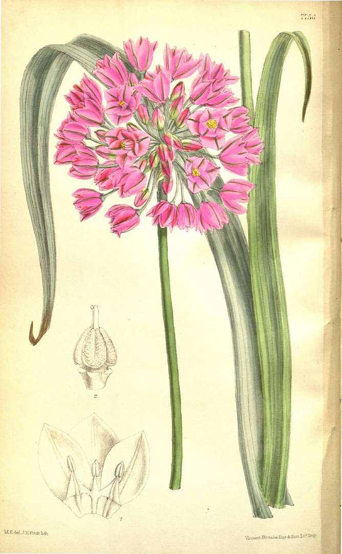 Illustration Allium oreophilum, Par Curtis, W., Botanical Magazine (1800-1948) Bot. Mag. vol. 127 (1901) [tt. 7752-7811] t. 7756, via plantillustrations 