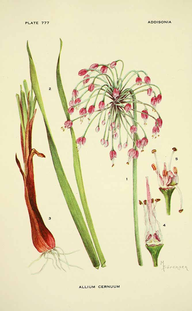 Illustration Allium cernuum, Par Addisonia (1916-1964) Addisonia vol. 24 (1960-1964), via plantillustrations 