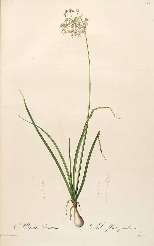 Illustration Allium cernuum, Par Redouté, P.J., Liliacées (1802-1816) Liliac. vol. 6 (1805), via plantillustrations 