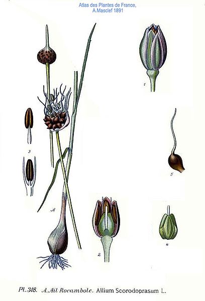 Illustration Allium scorodoprasum subsp. scorodoprasum, Par Amédée Masclef, via wikimedia 