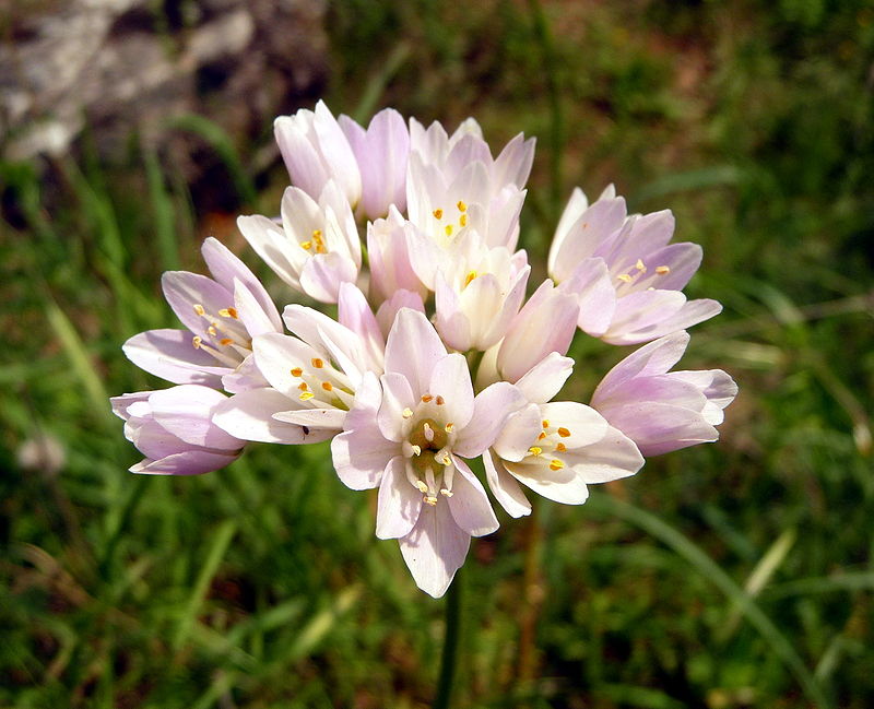 Illustration Allium roseum, Par Lucarelli, via wikimedia 