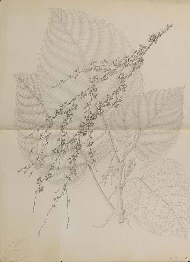 Illustration Alchornea cordifolia, Par Naturalis Biodiversity Centre / Wikimedia commons Naturalis, via plantillustrations 