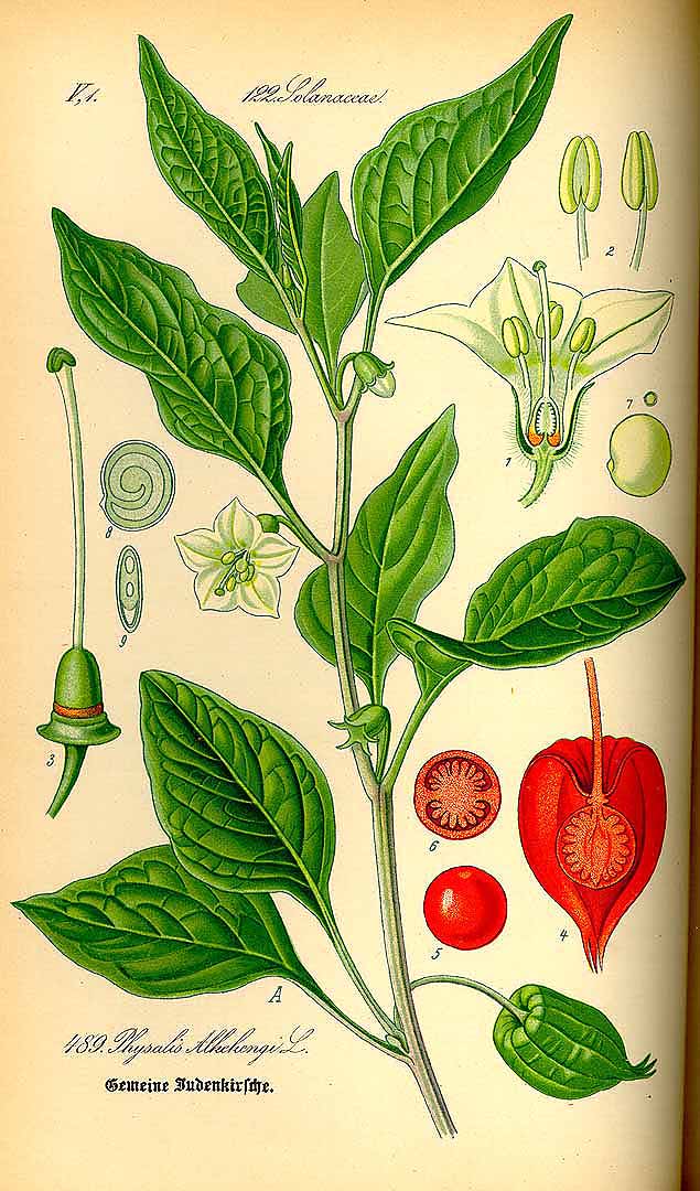 Illustration Physalis alkekengi, Par Thomé, O.W., Flora von Deutschland Österreich und der Schweiz (1886-1889) Fl. Deutschl. vol. 4 (1885), via plantillustrations 