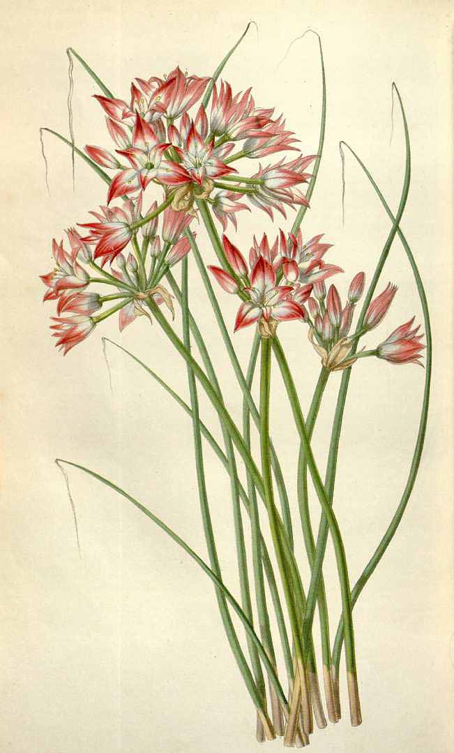 Illustration Allium acuminatum, Par Van Houtte, L.B., Flore des serres et des jardin de l?Europe (1845-1880) Fl. Serres vol. 6 (1850), via plantillustrations 