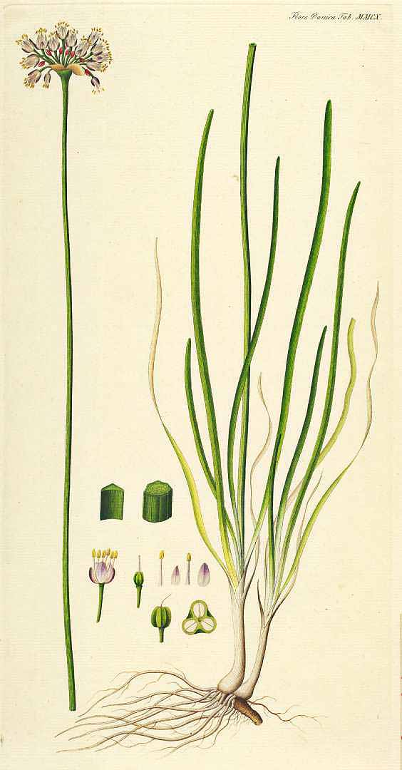 Illustration Allium angulosum, Par Oeder, G.C., Flora Danica (1761-1861) Fl. Dan. (1761-1883), via plantillustrations 