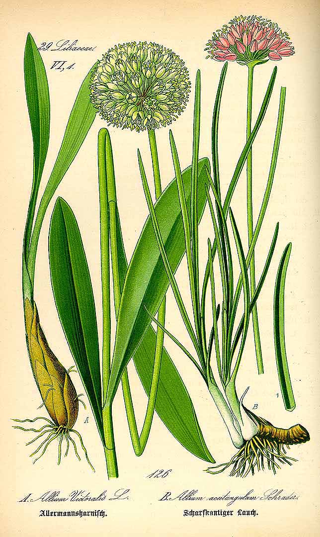 Illustration Allium angulosum, Par Thomé, O.W., Flora von Deutschland Österreich und der Schweiz (1886-1889) Fl. Deutschl. vol. 1 (1885), via plantillustrations 