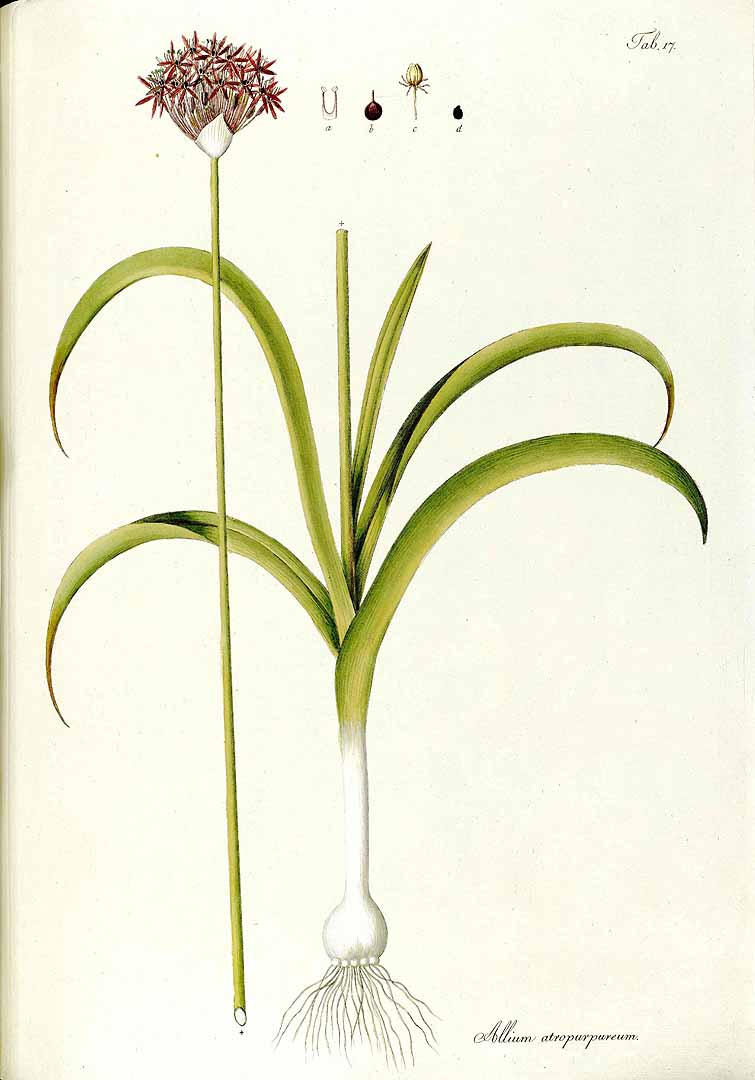 Illustration Allium atropurpureum, Par Waldstein, F. de Paula Adam von, Kitaibel, P., Descriptiones et icones plantarum rariorum Hungariae (1800-1812) Descr. Icon. Pl. Hung. vol. 1 (1799), via plantillustrations 