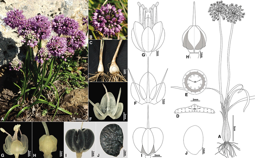 Illustration Allium condensatum, Par Hyeok Jae Choi, via researchgate 
