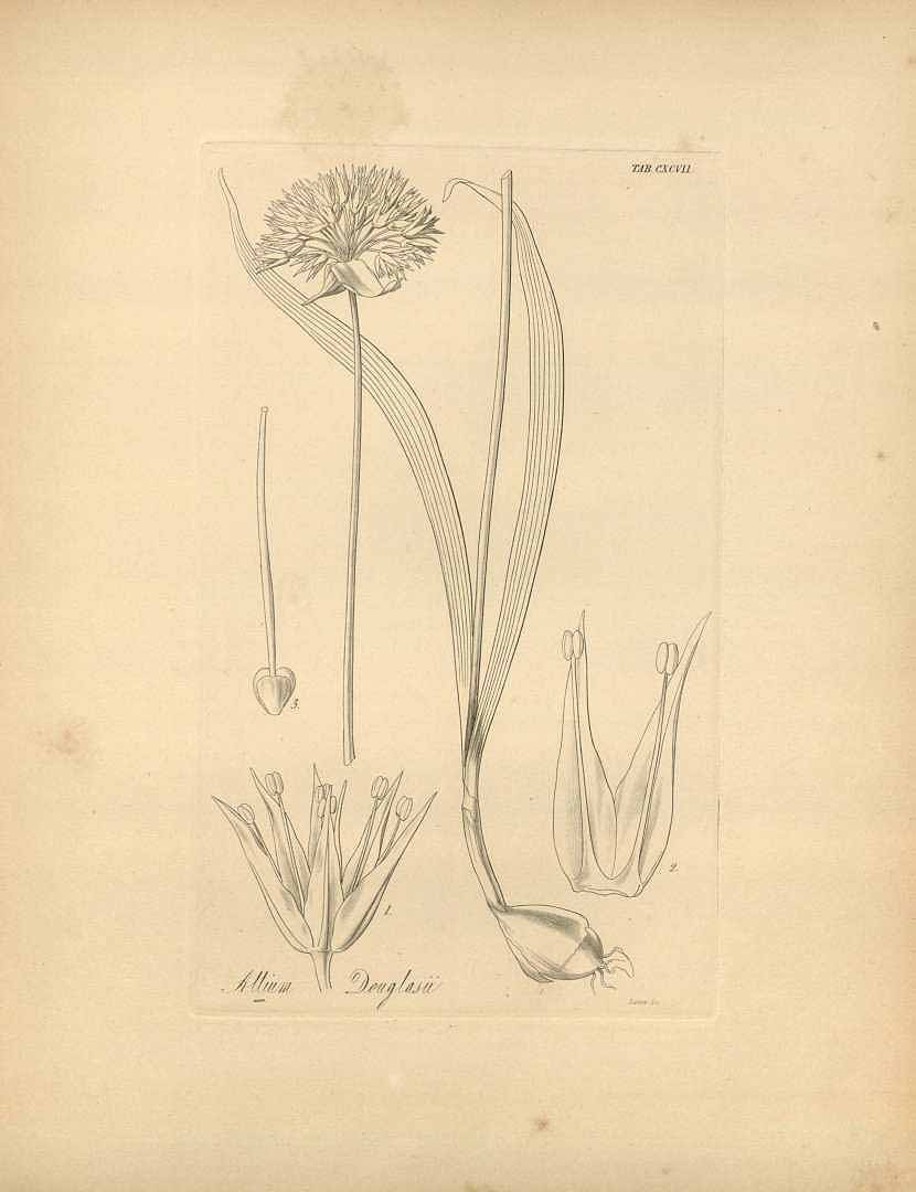 Illustration Allium douglasii, Par Hooker, W.J., Flora boreali-americana, or, the botany of the northern parts of British America (1829-1840) Fl. Bor.-Amer. (Hooker) vol. 2 (1840), via plantillustrations 