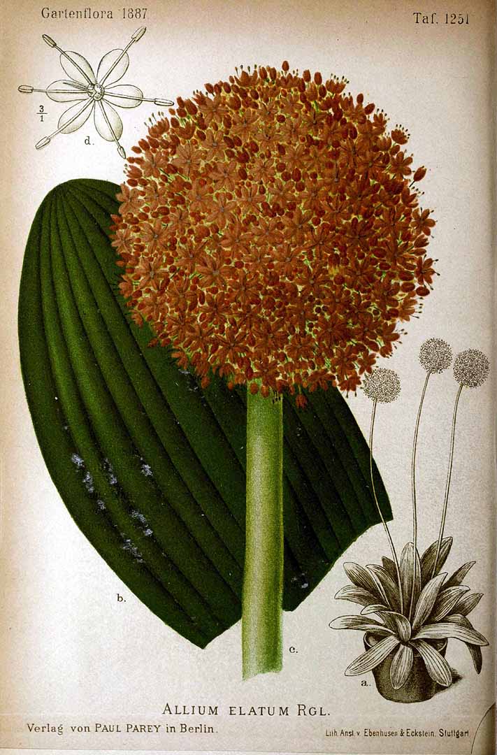 Illustration Allium macleanii, Par Regel, E.A. von, Gartenflora (1852-1938) Gartenflora vol. 36 (1887), via plantillustrations 