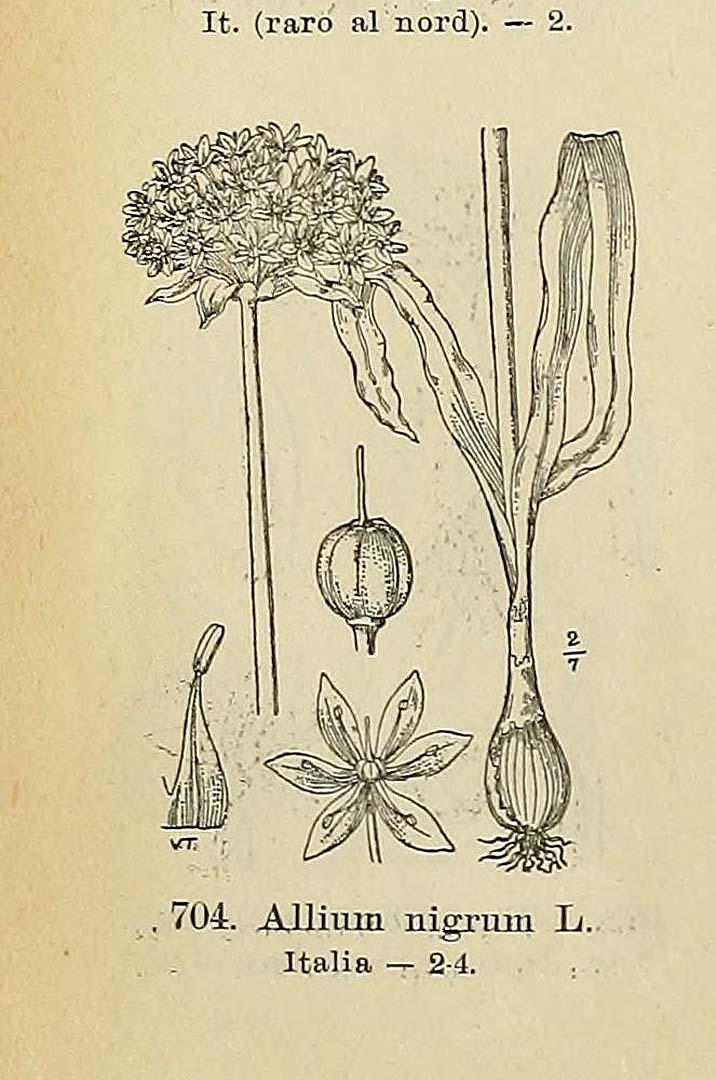 Illustration Allium nigrum, Par Fiori, A., Paoletti, G., Iconographia florae italicae (1895-1904) Iconogr. Fl. Ital. t. 704	p. 88 f. 7 , via plantillustrations 