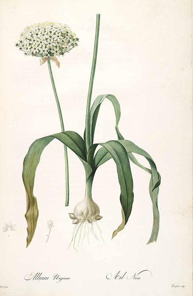 Illustration Allium nigrum, Par Redouté, P.J., Liliacées (1802-1816) Liliac. vol. 2 (1805) t. 102, via plantillustrations 