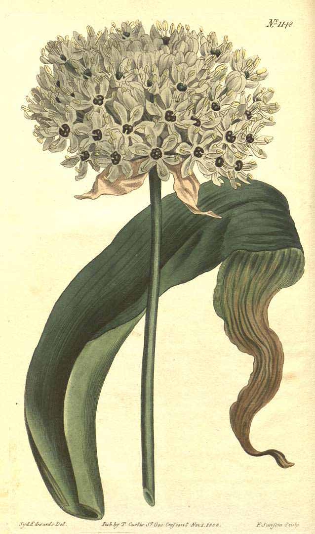 Illustration Allium nigrum, Par Curtis, W., Botanical Magazine (1800-1948) Bot. Mag. vol. 29 (1809) [tt. 1148-1191] t. 1148, via plantillustrations 
