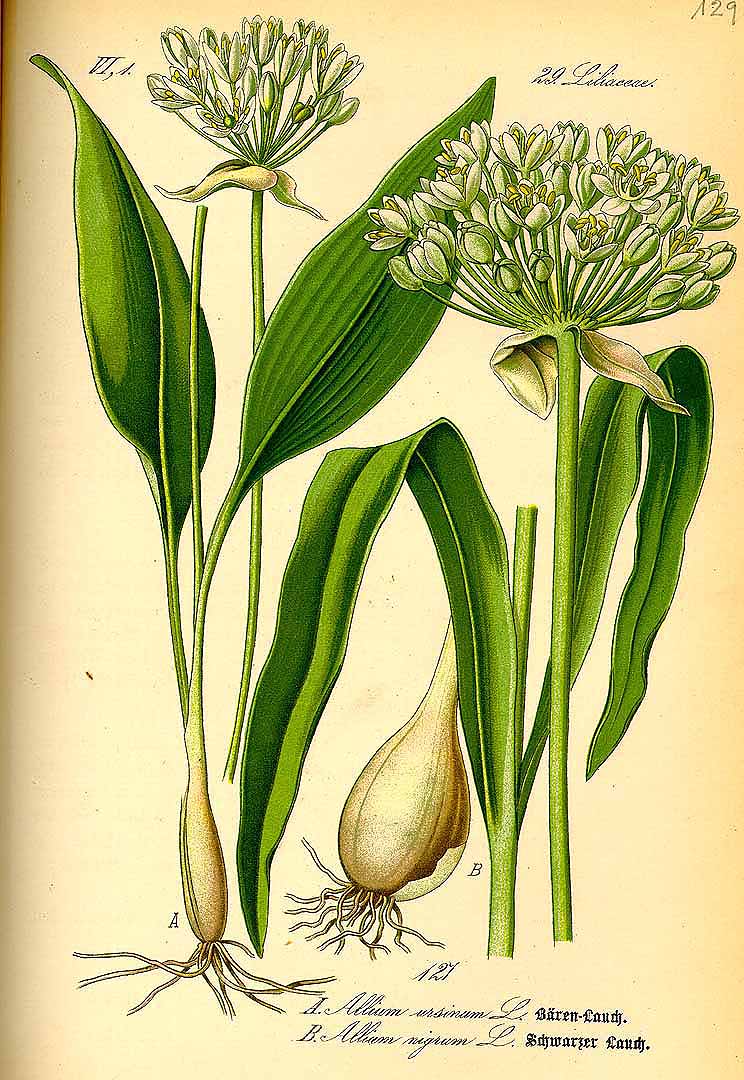 Illustration Allium nigrum, Par Thomé, O.W., Flora von Deutschland Österreich und der Schweiz (1886-1889) Fl. Deutschl. vol. 1 (1885) t. 127	f. B , via plantillustrations 