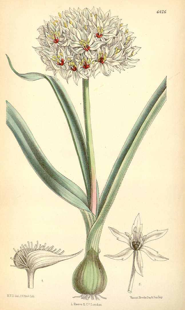 Illustration Allium orientale, Par Curtis, W., Botanical Magazine (1800-1948) Bot. Mag. vol. 105 (1879), via plantillustrations 