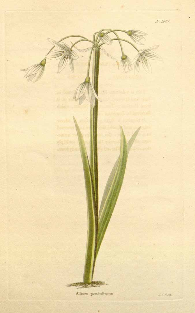 Illustration Allium pendulinum, Par Loddiges, C.L., botanical cabinet [C. Loddiges] (1817-1833) Bot. Cab. vol. 11 (1825), via plantillustrations 