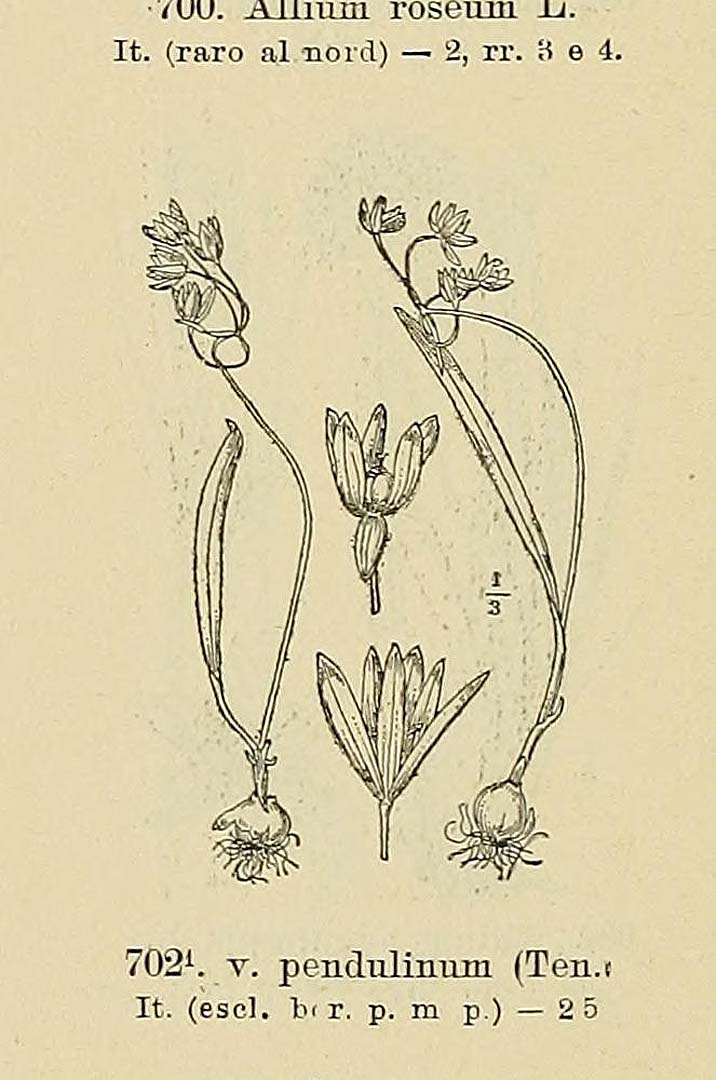 Illustration Allium pendulinum, Par Fiori, A., Paoletti, G., Iconographia florae italicae (1895-1904) Iconogr. Fl. Ital., via plantillustrations 
