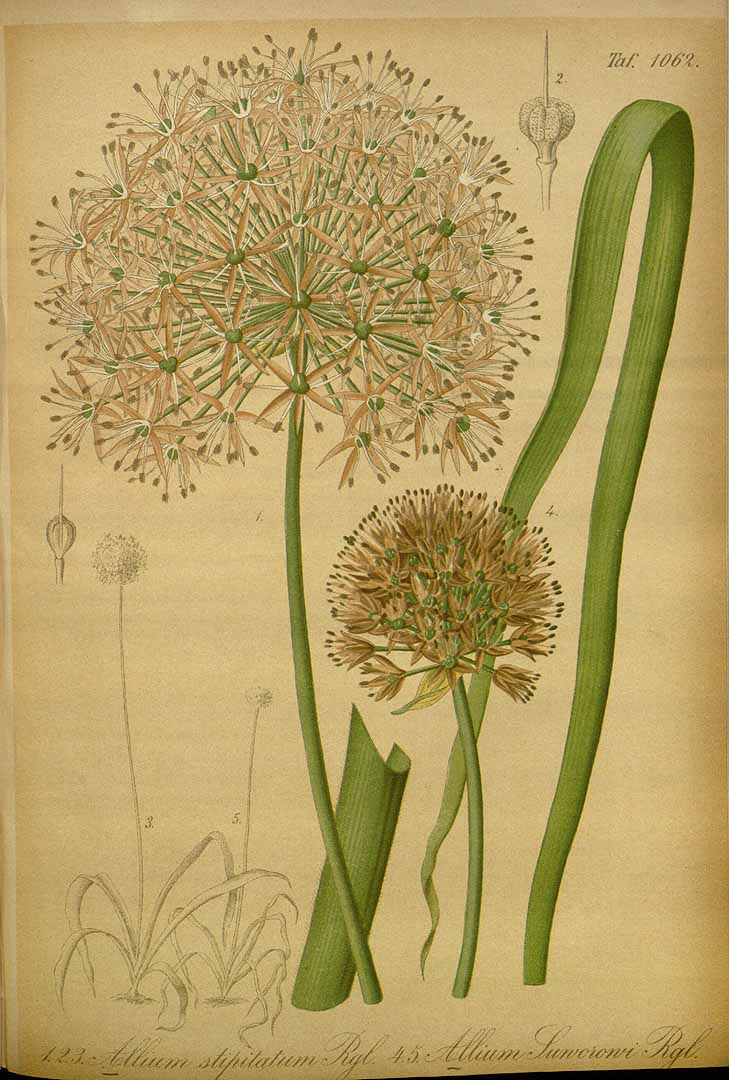Illustration Allium stipitatum cv. 'Mount Everest', Par Regel, E.A. von, Gartenflora (1852-1938) Gartenflora vol. 30 (1881), via plantillustrations 