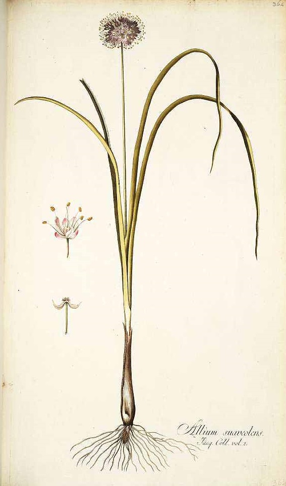 Illustration Allium suaveolens, Par Jacquin, N.J. von, Icones plantarum rariorum (1781-1793) Icon. Pl. Rar. vol. 2 (1786), via plantillustrations 
