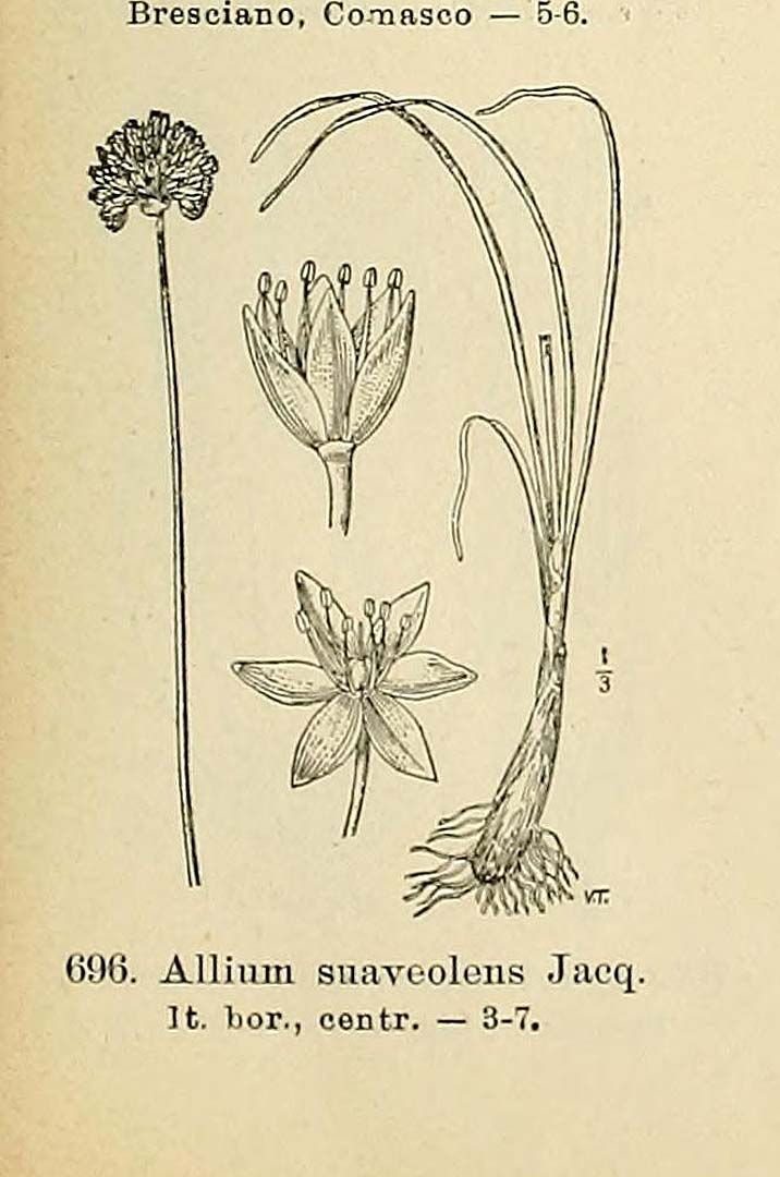 Illustration Allium suaveolens, Par Fiori, A., Paoletti, G., Iconographia florae italicae (1895-1904) Iconogr. Fl. Ital., via plantillustrations 