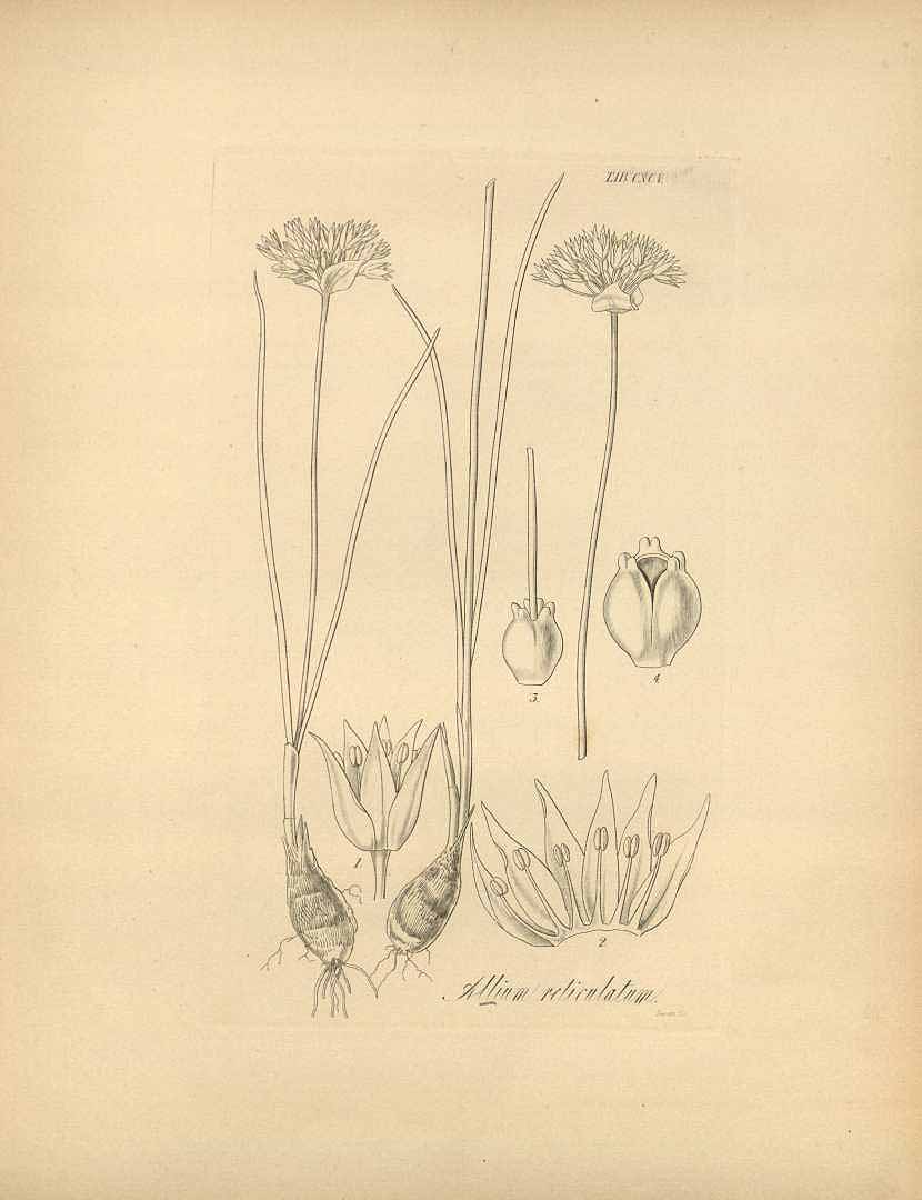 Illustration Allium textile, Par Hooker, W.J., Flora boreali-americana, or, the botany of the northern parts of British America (1829-1840) Fl. Bor.-Amer. (Hooker) vol. 2 (1840), via plantillustrations 