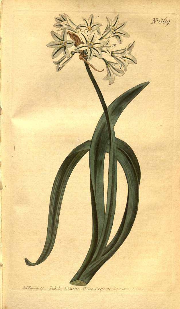 Illustration Allium thunbergii, Par Curtis, W., Botanical Magazine (1800-1948) Bot. Mag. vol. 22 (1805), via plantillustrations 