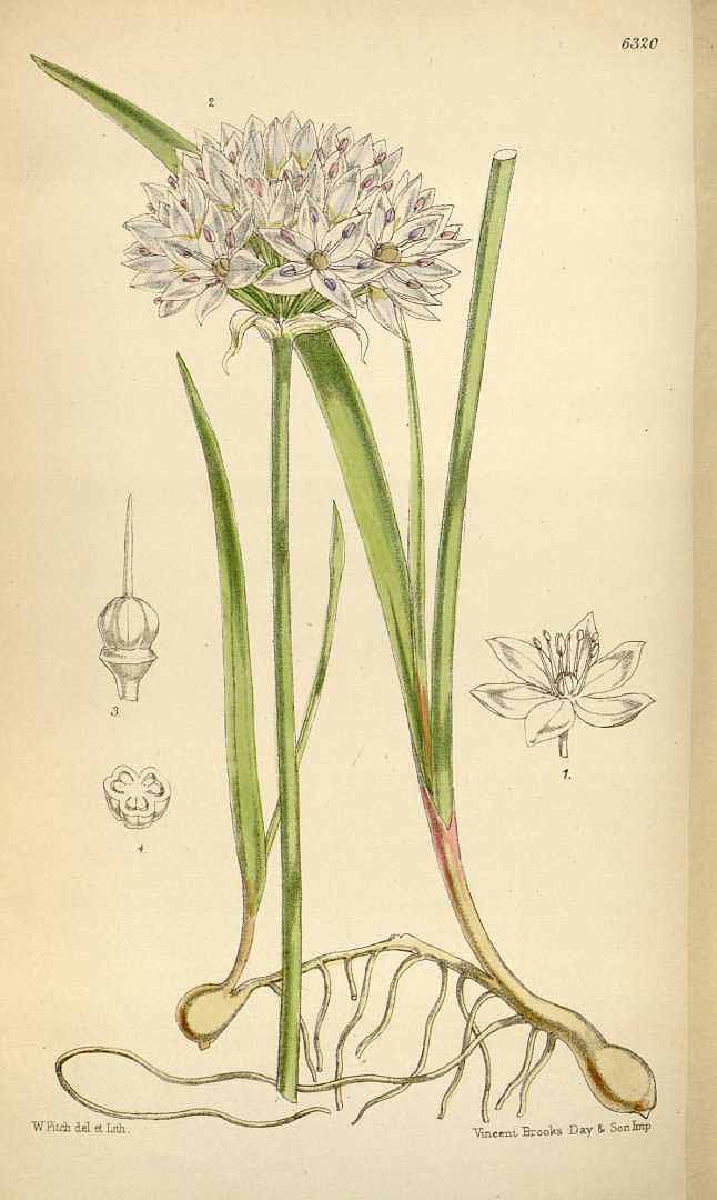 Illustration Allium unifolium, Par Curtis, W., Botanical Magazine (1800-1948) Bot. Mag. vol. 103 (1877), via plantillustrations 