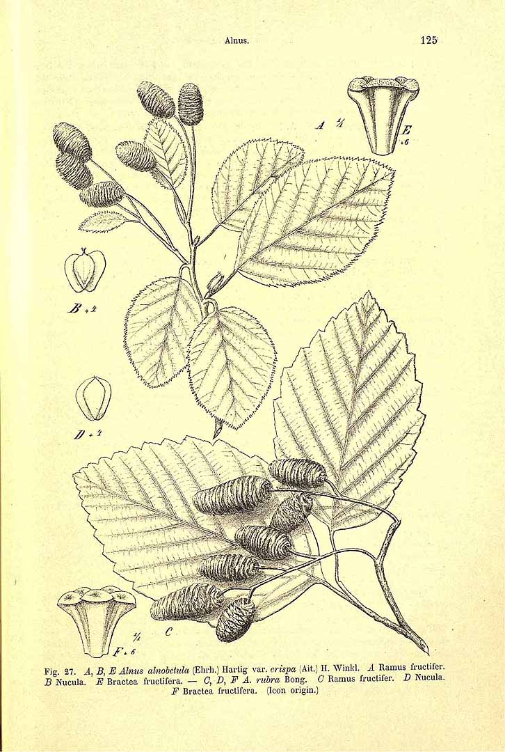 Illustration Alnus rubra, Par Engler, H.G.A., Pflanzenreich (1900-1968) Pflanzenr. vol. 61 (1904), via plantillustrations 