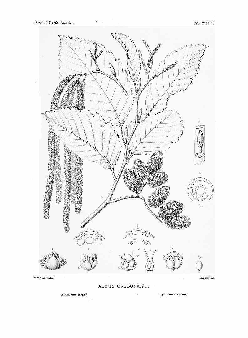 Illustration Alnus rubra, Par Sargent, C.S., Silva of North America (1891-1902) Silva vol. 9 (1896), via plantillustrations 