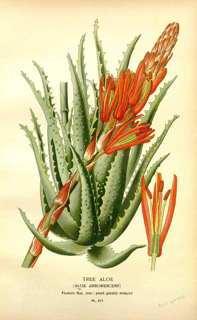 Illustration Aloe arborescens, Par Step, E., Bois, D., Favourite flowers of garden and greenhouse (1896-1897) Favourite Fl. vol. 4 (1896), via plantillustrations 