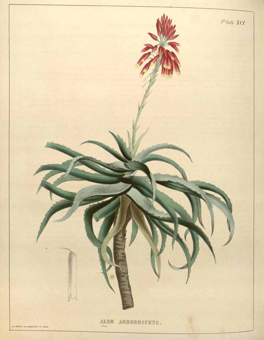 Illustration Aloe arborescens, Par Carson, J., Colen, J.H., Illustrations of medical botany (1847) Ill. Med. Bot. vol. 2 (1847), via plantillustrations 