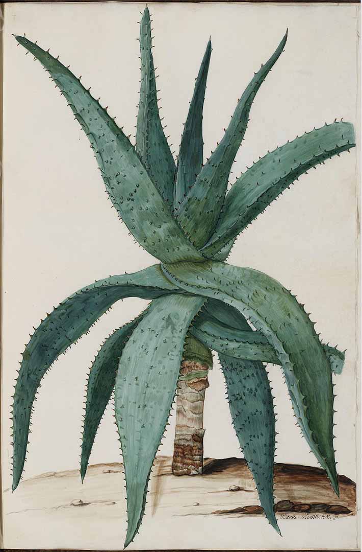 Illustration Aloe ferox, Par Moninckx, J., Moninckx atlas Moninckx atlas vol. 6 (1682), via plantillustrations 