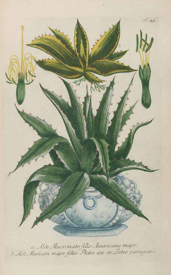 Illustration Aloe ferox, Par Weinmann, J.W., Phytanthoza iconographia (1737-1745) Phytanthoza iconogr. vol. 1 (1737), via plantillustrations 