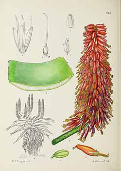 Illustration Aloe ferox, Par Pole Evans, I.B., Flowering plants of (South) Africa (1922) Fl. Pl. Afr. vol. 24 (1944), via plantillustrations 
