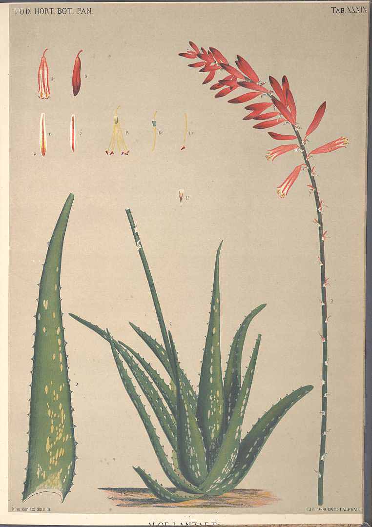 Illustration Aloe vera cv. 'Sweet', Par Todaro, A., Hortus botanicus panormitanus (1876-1892) Hort. Bot. Panorm., via plantillustrations 