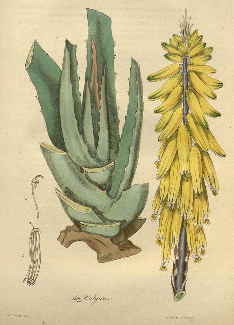 Illustration Aloe vera cv. 'Sweet', Par Woodville, W., Hooker, W.J., Spratt, G., Medical Botany, 3th edition (1832) Med. Bot., ed. 3, via plantillustrations 