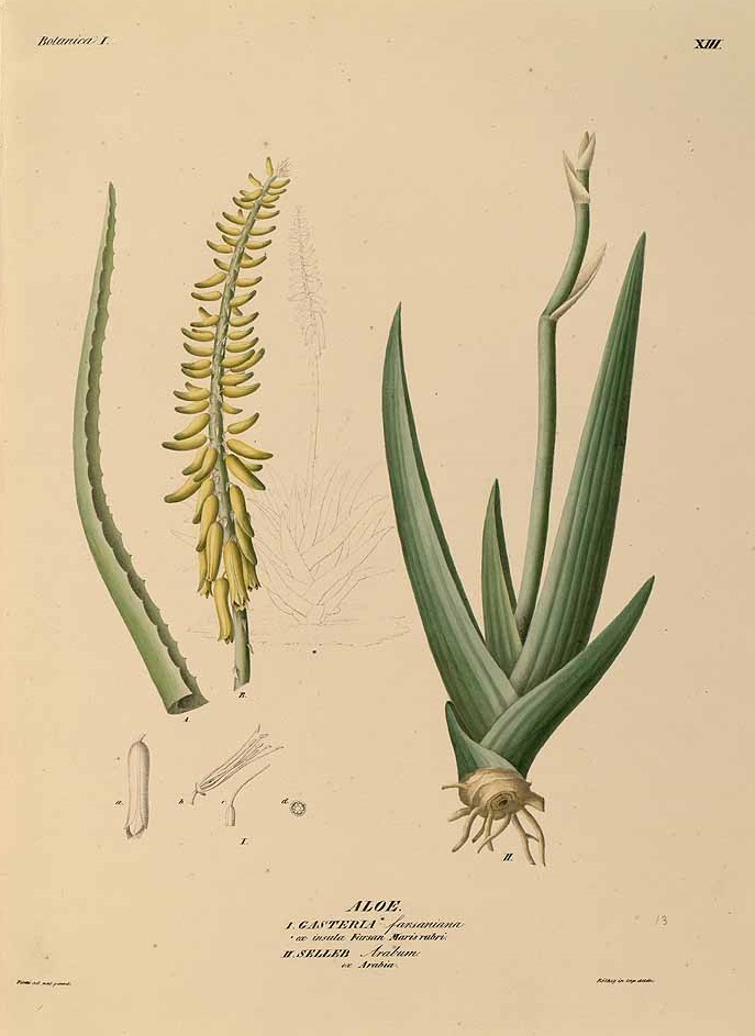 Illustration Aloe vera cv. 'Sweet', Par Ehrenberg, C.G., Symbolae physicae seu icones et descriptiones corporum naturalium novorum (1828-1845) Symb. Phys., via plantillustrations 
