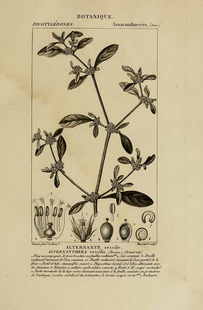 Illustration Alternanthera sessilis, Par Turpin, P.J.F., Dictionnaire des sciences naturelles, Planches Botanique (1816-1830) Dict. Sci. Nat., Pl. Bot. vol. 5 (1816-1829), via plantillustrations 
