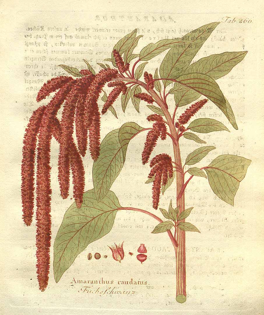 Illustration Amaranthus caudatus, Par Vietz, F.B., Icones plantarum medico-oeconomico-technologicarum (1800-1822) Icones Pl. Med.-Oecon., via plantillustrations 