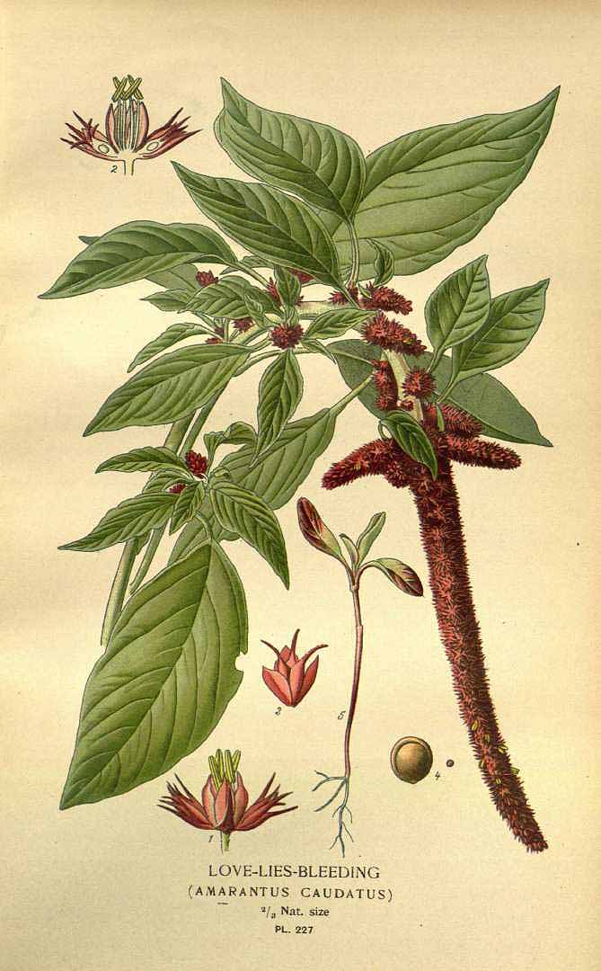 Illustration Amaranthus caudatus, Par Step, E., Bois, D., Favourite flowers of garden and greenhouse (1896-1897) Favourite Fl., via plantillustrations 