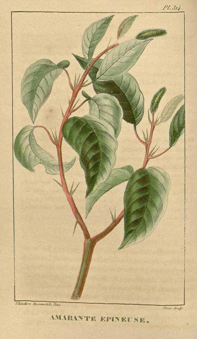 Illustration Amaranthus spinosus, Par Descourtilz, M.E., Flore [pittoresque et] médicale des Antilles (1821-1829) Fl. Méd. Antilles vol. 5 (1827), via plantillustrations 